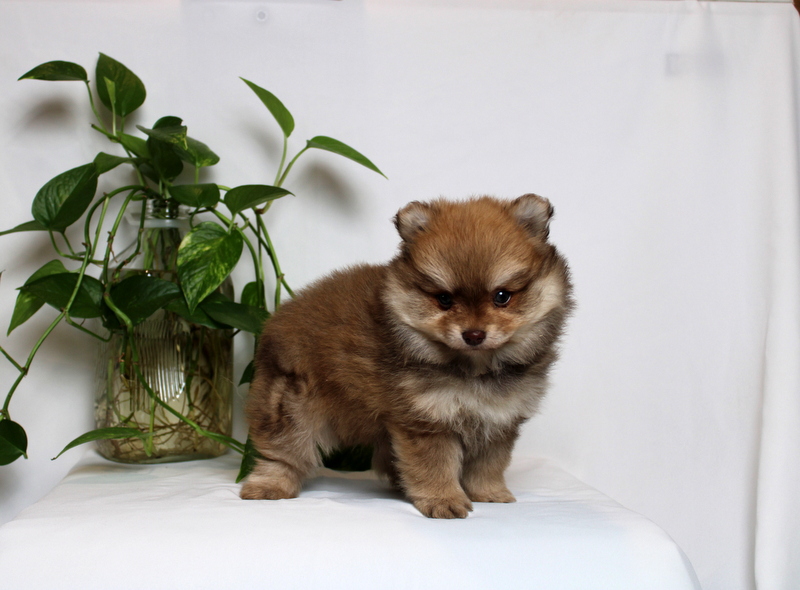 puppy, for, sale, Pomeranian, Matthew B. Stoltzfus, dog, breeder, Gap, PA, dog-breeder, puppy-for-sale, forsale, nearby, find, puppyfind, locator, puppylocator, aca